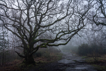 Footpath through foggy forest
