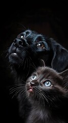 A black dog and cat, with the kitten's head resting on its mother's shoulder, looking up at her in awe