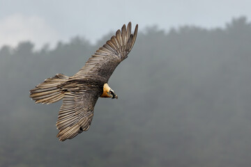 Adult bearded vulture (Gypaetus barbatus), also known as lammergeier and ossifrage, flying on a rainy day in the Spanish Pyrenees.