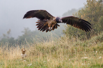 Lammergeier or lammergeyer or bearded vulture, Gypaetus barbatus, two-year-old, Spain