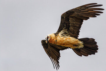 Adult bearded vulture (Gypaetus barbatus), also known as lammergeier and ossifrage, flying on a rainy day in the Spanish Pyrenees.