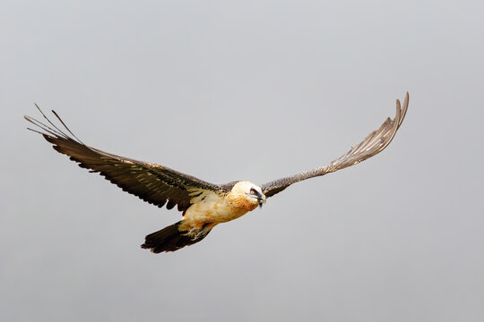 Adult bearded vulture (Gypaetus barbatus), also known as lammergeier and ossifrage, flying on a rainy day in the Spanish Pyrenees.