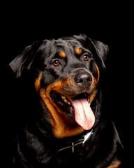 dog, rottweiler, animal, pet, cute, doberman, pets, young, pedigree, adorable, portrait, domestic, brown, canine, black, puppy, isolated, mammal, white, sitting, breed, purebred, white background, gua