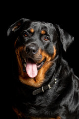 Obraz premium dog, rottweiler, animal, pet, cute, doberman, pets, young, pedigree, adorable, portrait, domestic, brown, canine, black, puppy, isolated, mammal, white, sitting, breed, purebred, white background, gua