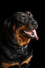 dog, rottweiler, animal, pet, cute, doberman, pets, young, pedigree, adorable, portrait, domestic, brown, canine, black, puppy, isolated, mammal, white, sitting, breed, purebred, white background, gua