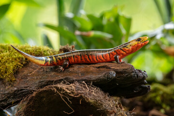 Diploglossus monotropis. This species is found in the humid Atlantic lowlands of southern Nicaragua, Costa Rica, and western Panama. IUCN Red List. Costa Rican rainbow stripe galliwasp