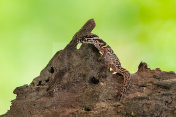 The Central American banded gecko is a medium-sized gecko species in the genus Coleonyx, native to Central America