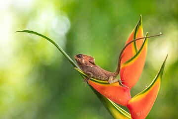 Smooth helmeted iguana sometimes also known as helmeted iguana, helmeted basilisk, elegant helmeted lizard, (Corytophanes cristatus) is a species of New World lizard in the family 