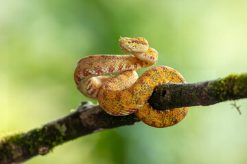 Close up Bothriechis schlegelii, the eyelash viper, is a venomous pit viper species found in Central and South America