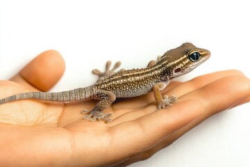 Naklejka premium Tiny gecko resting on childs palm against a clean white background