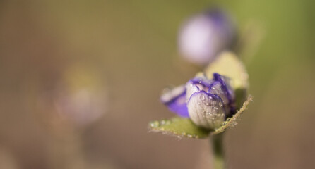 Hepatitis begins to bloom in March. In less forested areas, this can be seen from the car's windows in the form of small blue spots, because these forest spring flowers appear in groups.