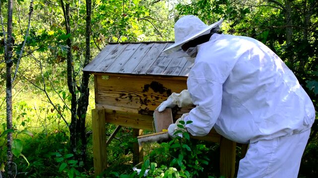 beekeeper using smoke gun preparing beehive to be opened for honey harvesting or inspection
