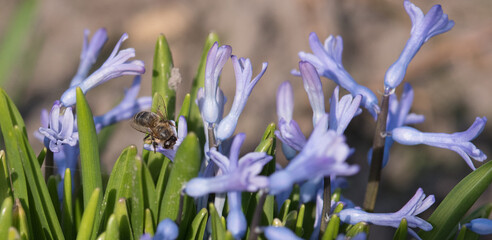 A bee collects nectar from hyacinths.