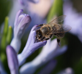 A bee collects nectar from hyacinths.