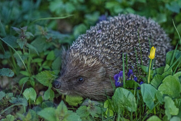 hedgehog in the forest