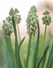 Obraz premium beautiful Bellevalia flowers in the spring garden