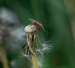 orange beetle sitting on a dandelion