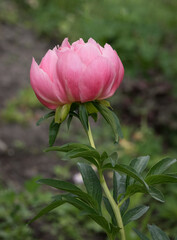 close - up of beautiful pink peony flowers in the garden