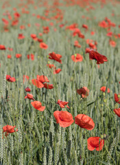 Field poppies are red in color. They are found in fields and above roads.