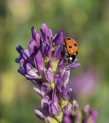 a closeup shot of ladybug on a flower