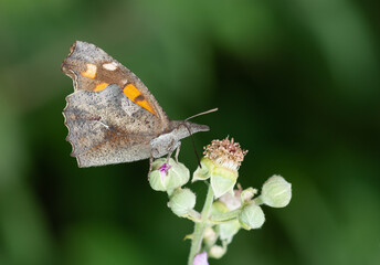 flowers and butterfly in natural life