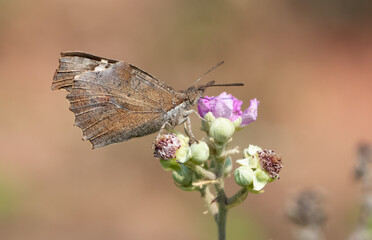 flowers and butterfly in natural life