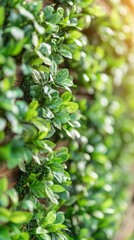 Obraz premium Lush green leaves create a vibrant wall, showcasing nature's beauty and serenity, perfect for enhancing indoor or outdoor spaces.