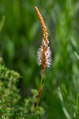 Bistorta affinis fleece flower in bloom, beautiful white purple knotweed Himalayan Persicaria bistort flowering plant in garden