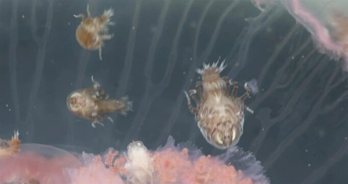 Amphipoda Crustacea Hyperia galba, family Hyperiidae. They parasitize on jellyfish Aurelia aurita, feeding on its tissues, tentacles. White sea