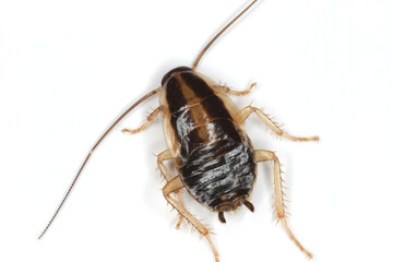 German Cockroach, Blattella germanica. Larva, top view.