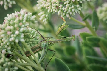 close up of a mantis