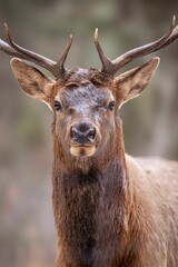 Fototapeta premium Majestic Deer Close-Up