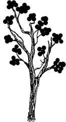 silhouette of a tree