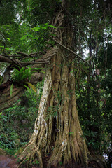 Fototapeta premium A large, magnificent tree in the Khlong Lan National Park area.