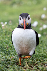 dog, rottweiler, animal, pet, cute, doberman, pets, young, pedigree, adorable, portrait, domestic, brown, canine, black, puppy, isolated, mammal, white, sitting, breed, purebred, white background, gua