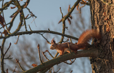 red squirrel in the forest