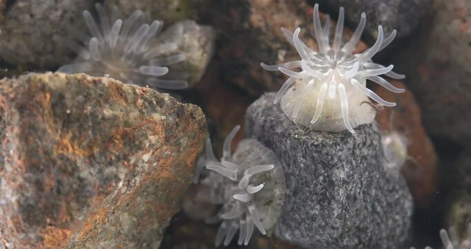 Cnidaria Aulactinia stella close-up, order Actiniaria. Tentacles and mouthparts are visible. White Sea