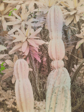 cactus in the desert