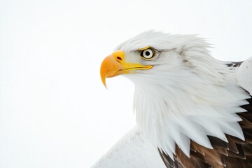 Obraz premium Close-up image of a bird of prey's face and beak