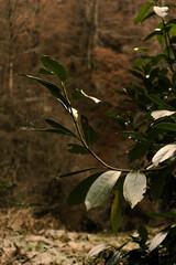 pianta curvata verso l'alto