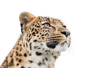 Obraz premium Close-up shot of a leopard's face on a white background, ideal for wildlife or nature-themed projects