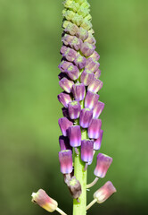 photos of wild flowers, wild hyacinths
