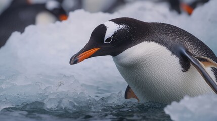 Fototapeta premium A penguin stands on top of a piece of ice, possibly in the Antarctic region