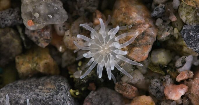 Cnidaria Aulactinia stella close-up, order Actiniaria. Tentacles and mouthparts are visible. White Sea
