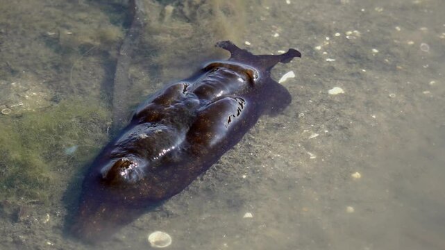 Sea hare mooving