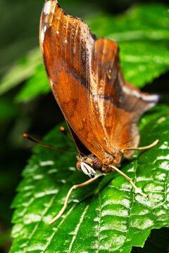 Leafwing Butterfly on a Leaf