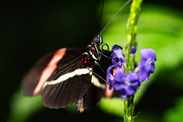Red Postman Butterfly