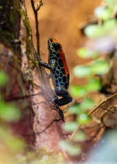 gros plan sur une très jolie grenouille tropicale montant sur une petite branche à la recherche d'un point d'eau