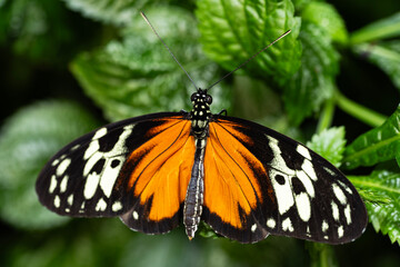 Tiger Longwing Butterfly