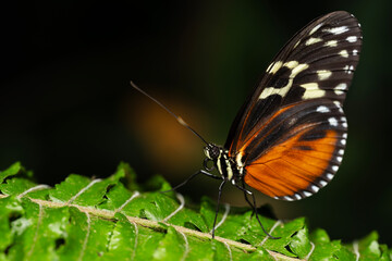 Tiger Longwing Butterfly